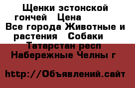 Щенки эстонской гончей › Цена ­ 7 000 - Все города Животные и растения » Собаки   . Татарстан респ.,Набережные Челны г.